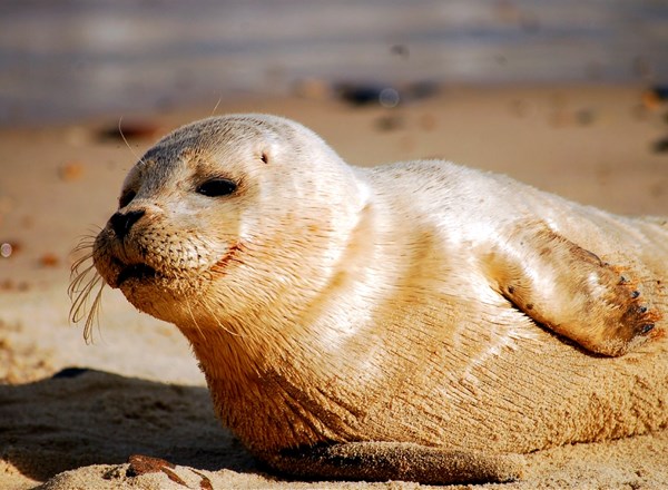 2023, APEM, POSEIDON, Celtic Sea seabird and marine mammal surveys